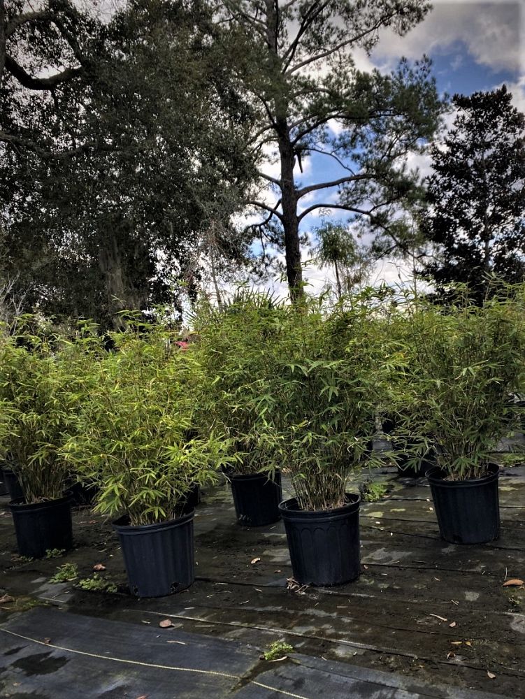 bambusa-multiplex-fernleaf-bamboo