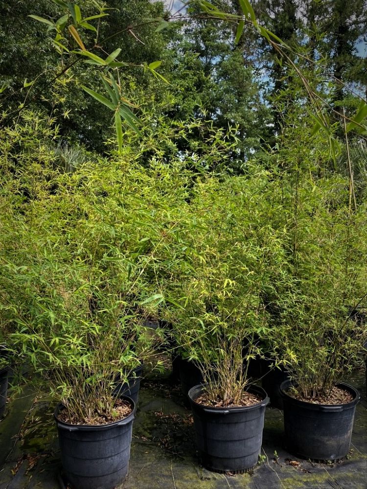 bambusa-multiplex-fernleaf-bamboo