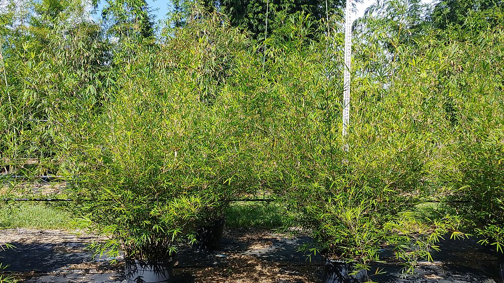 bambusa-multiplex-fernleaf-bamboo