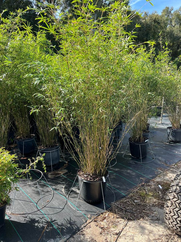 bambusa-multiplex-fernleaf-bamboo