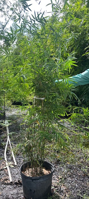 bambusa-multiplex-fernleaf-bamboo