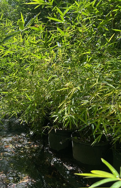 bambusa-multiplex-fernleaf-bamboo