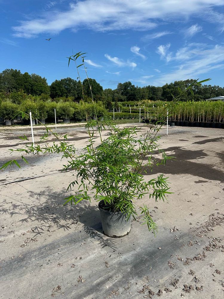 bambusa-multiplex-fernleaf-bamboo