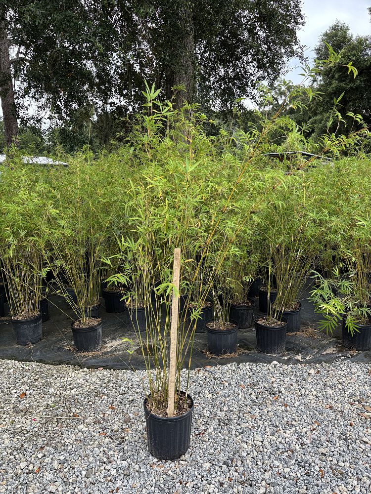 bambusa-multiplex-fernleaf-bamboo
