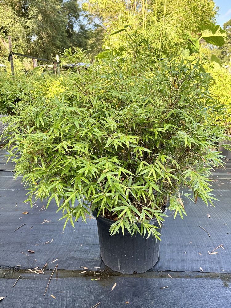 bambusa-multiplex-fernleaf-bamboo