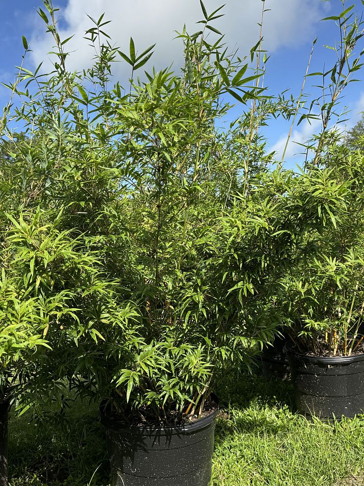 bambusa-multiplex-fernleaf-bamboo