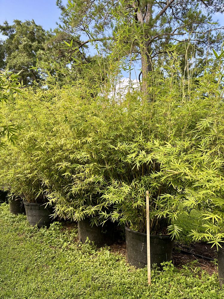 bambusa-multiplex-fernleaf-bamboo