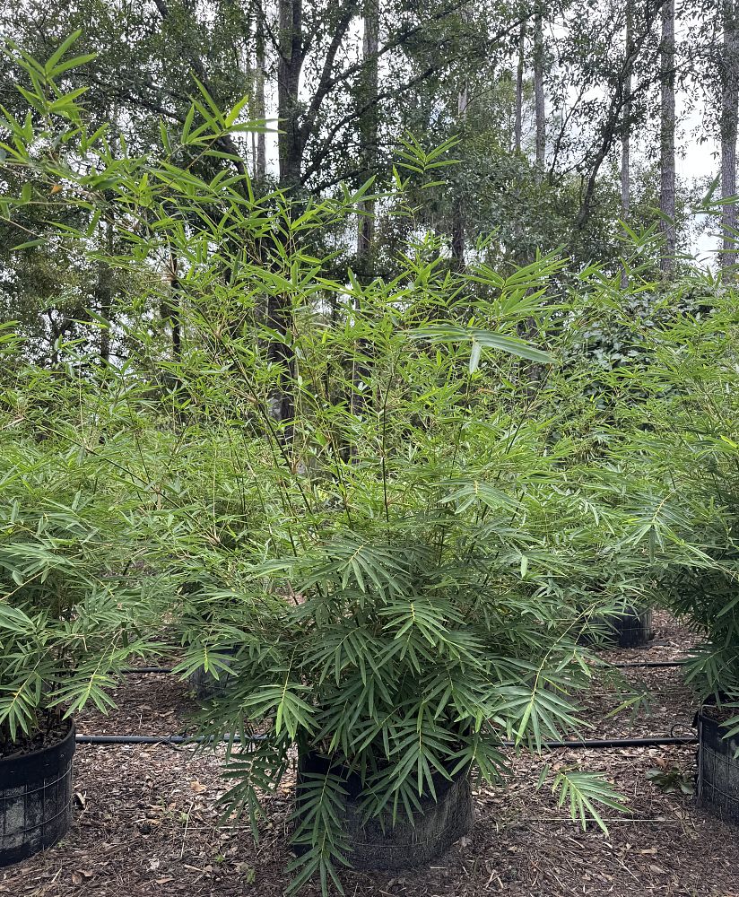 bambusa-multiplex-fernleaf-bamboo