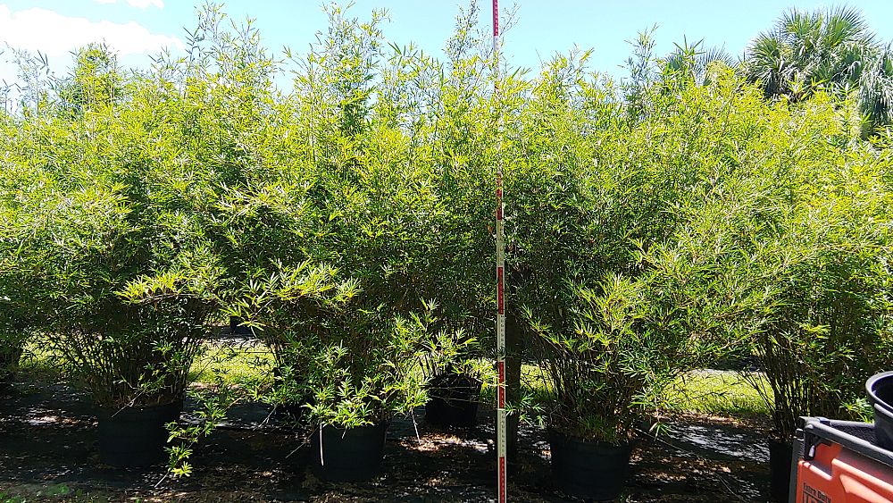 bambusa-multiplex-fernleaf-bamboo