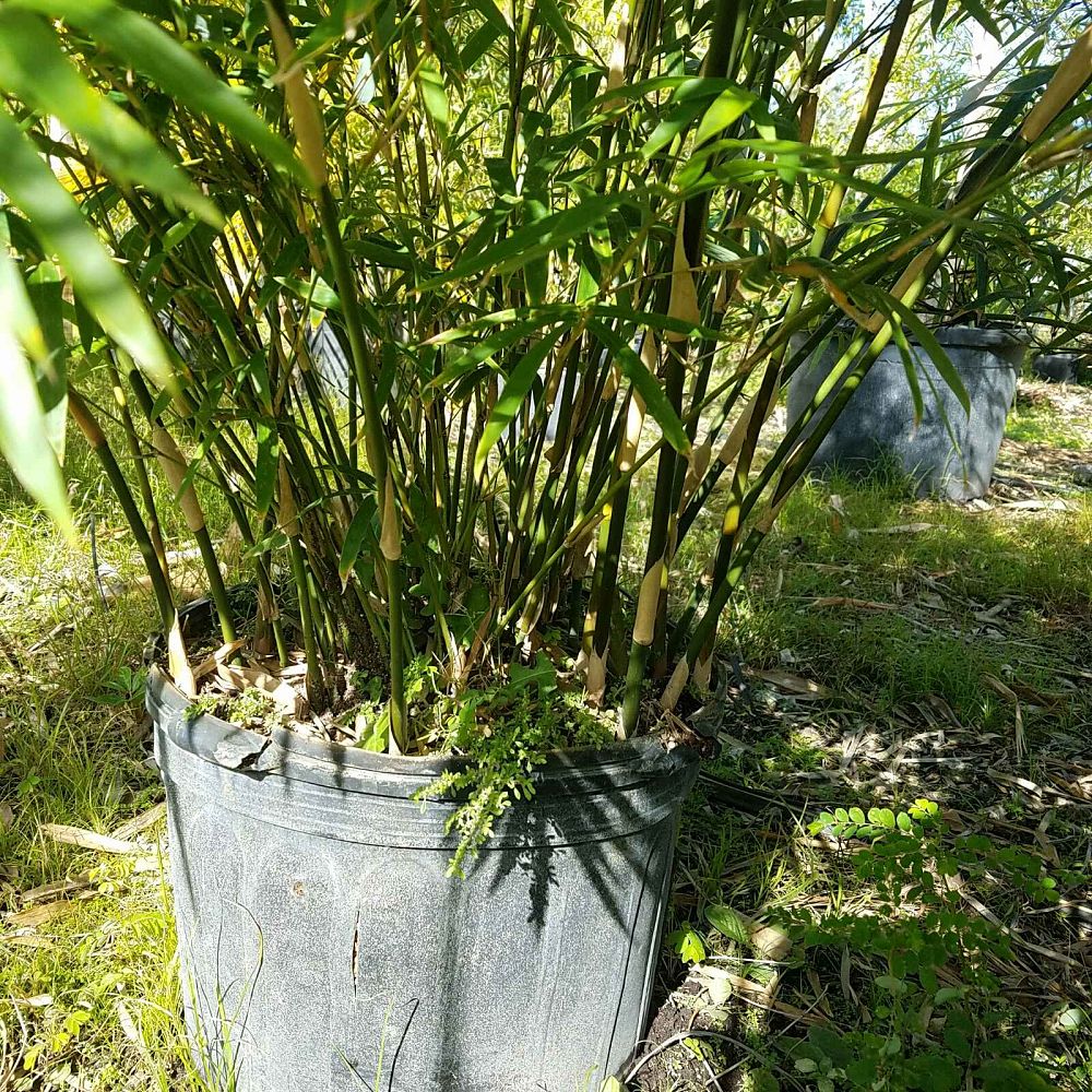bambusa-multiplex-golden-goddess-golden-goddess-bamboo