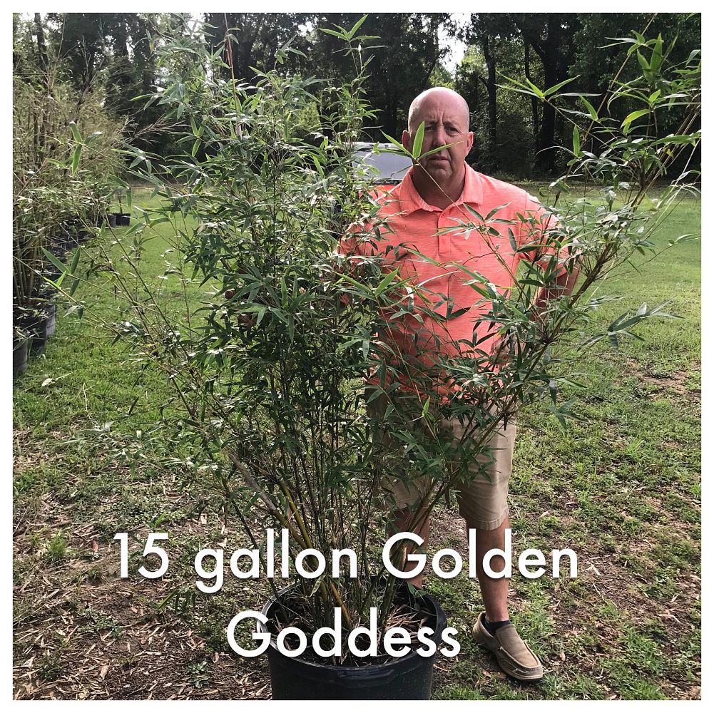 bambusa-multiplex-golden-goddess-golden-goddess-bamboo