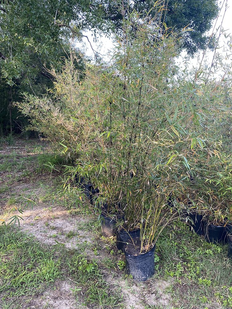 bambusa-multiplex-golden-goddess-golden-goddess-bamboo