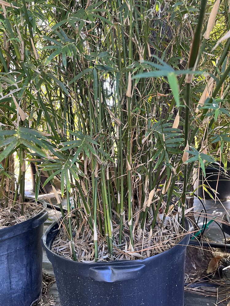 bambusa-multiplex-golden-goddess-golden-goddess-bamboo