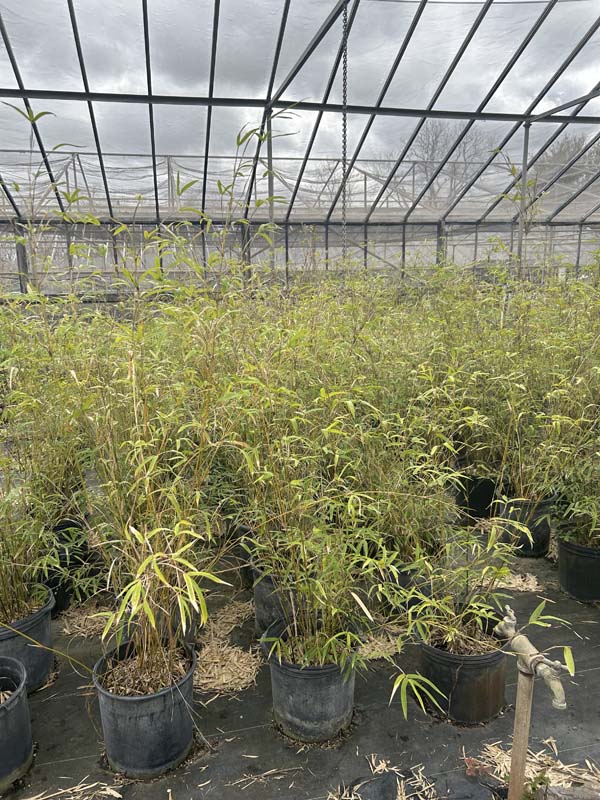 bambusa-multiplex-golden-goddess-golden-goddess-bamboo