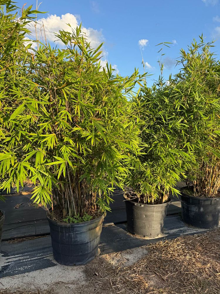 bambusa-multiplex-golden-goddess-golden-goddess-bamboo