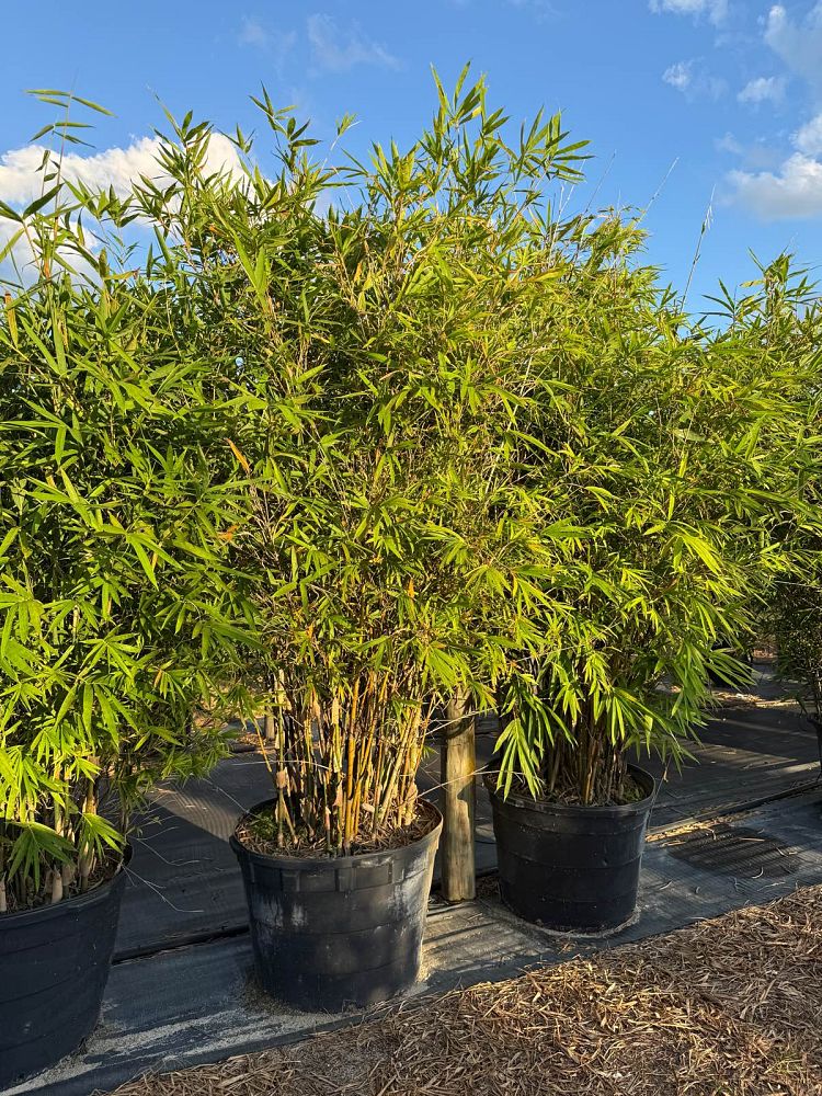 bambusa-multiplex-golden-goddess-golden-goddess-bamboo