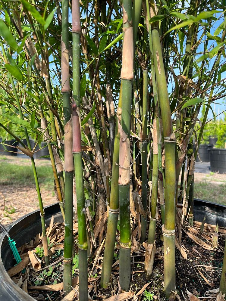 bambusa-multiplex-golden-goddess-golden-goddess-bamboo