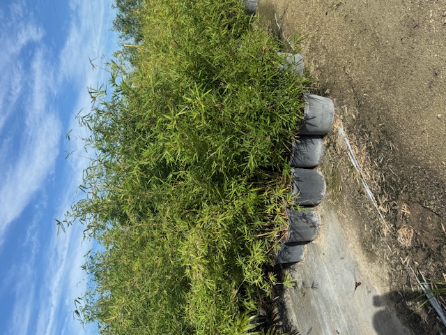 bambusa-multiplex-golden-goddess-golden-goddess-bamboo