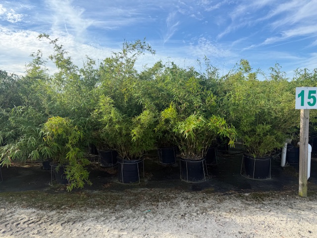 bambusa-multiplex-golden-goddess-golden-goddess-bamboo