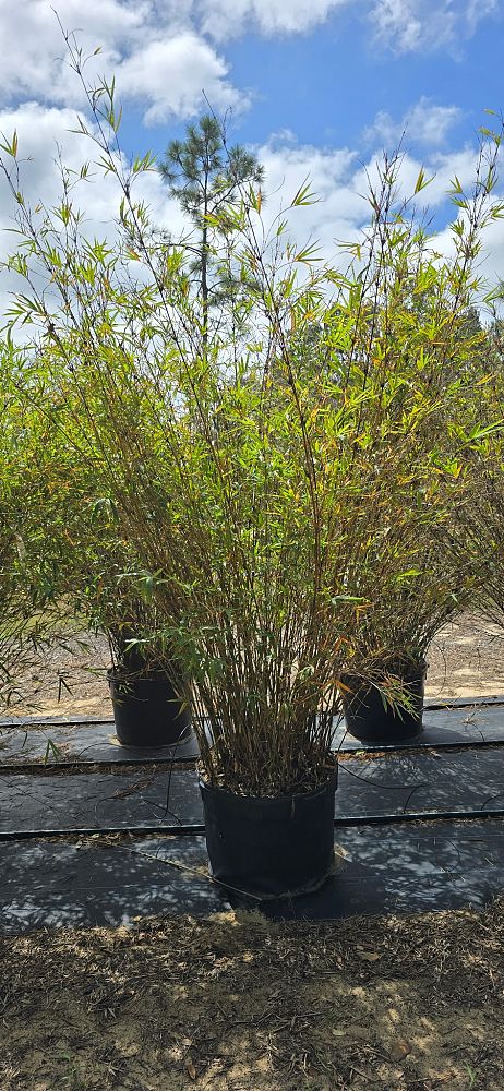 bambusa-multiplex-golden-goddess-golden-goddess-bamboo