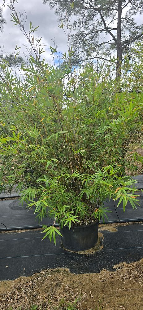 bambusa-multiplex-golden-goddess-golden-goddess-bamboo
