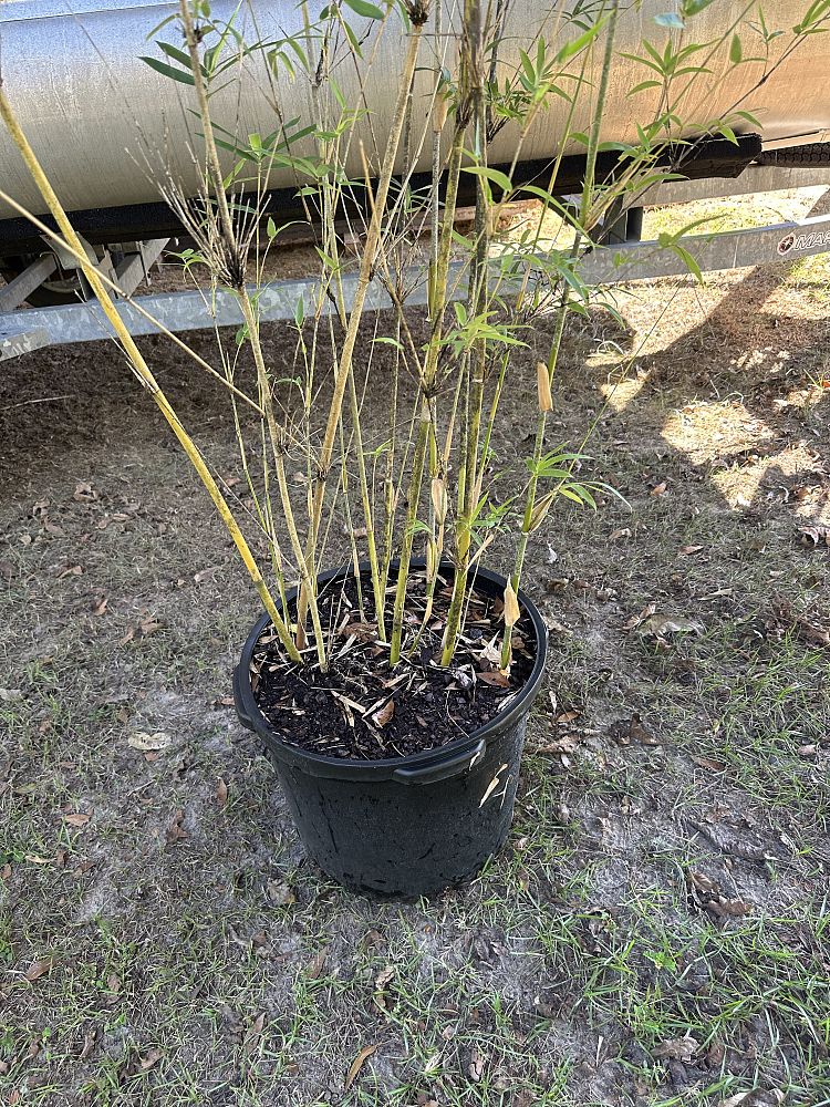 bambusa-multiplex-golden-goddess-golden-goddess-bamboo