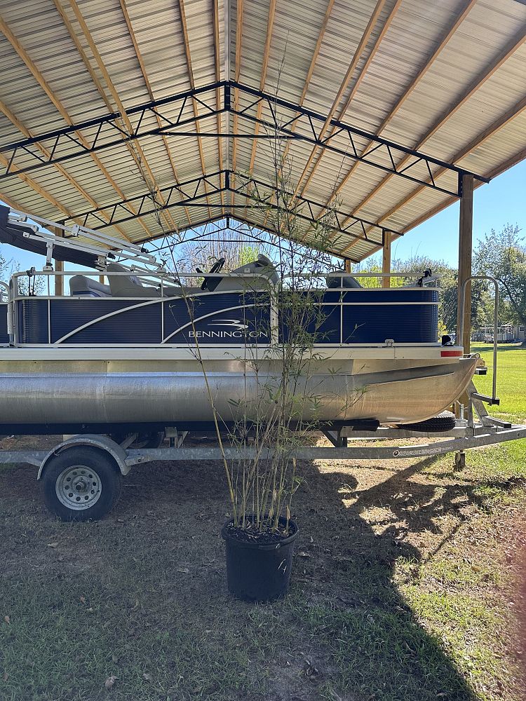 bambusa-multiplex-golden-goddess-golden-goddess-bamboo