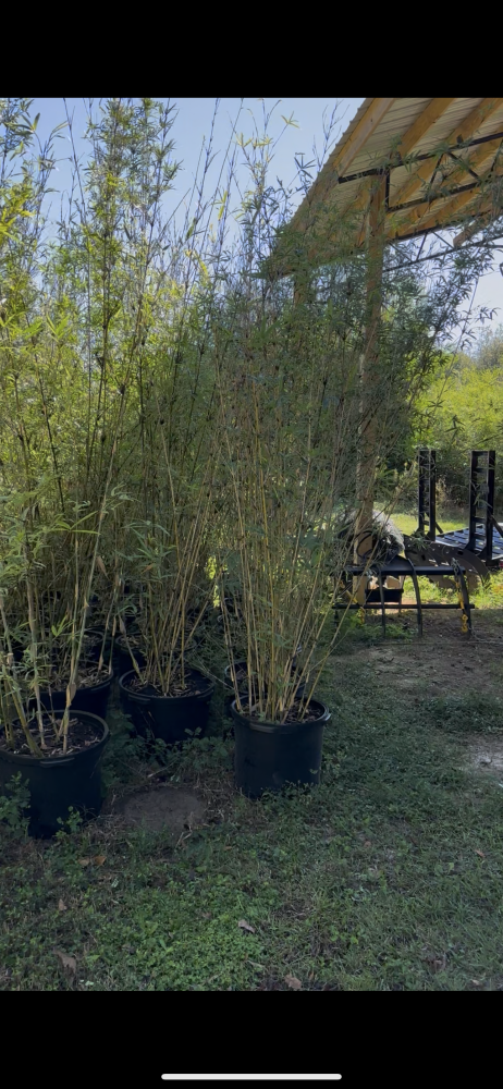 bambusa-multiplex-golden-goddess-golden-goddess-bamboo