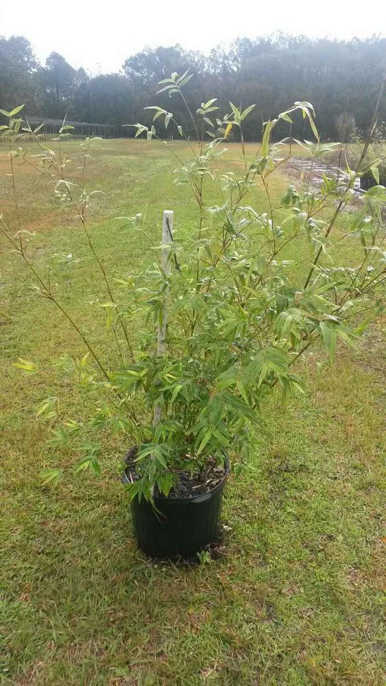 bambusa-multiplex-hedge-bamboo
