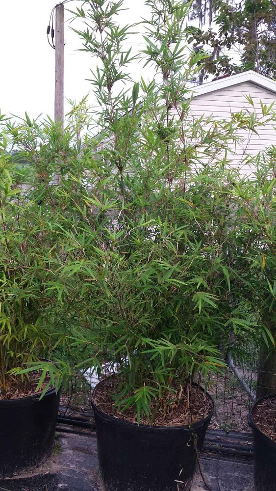 bambusa-multiplex-hedge-bamboo