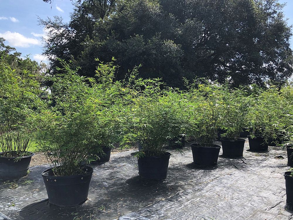bambusa-multiplex-hedge-bamboo