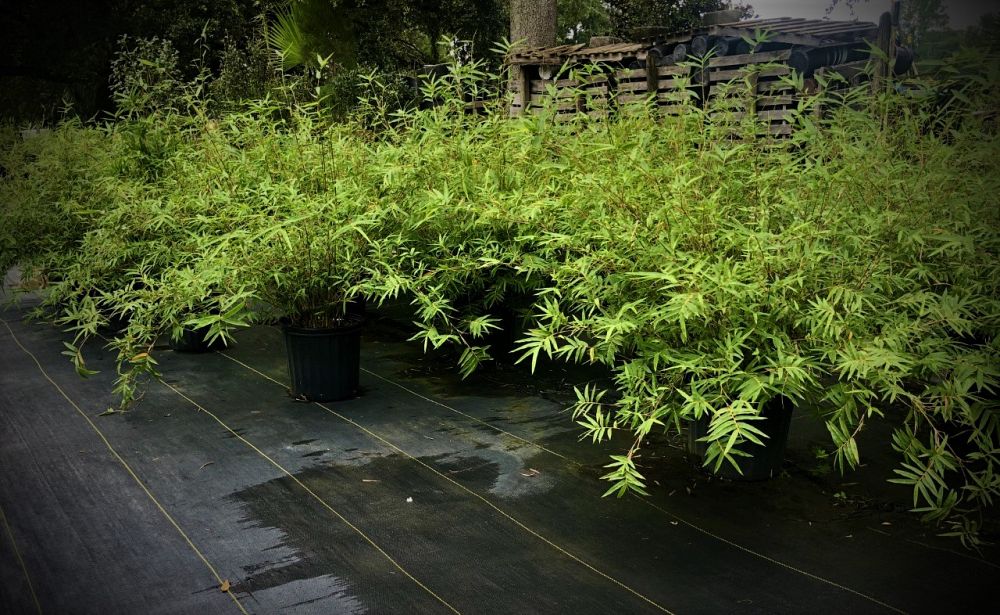 bambusa-multiplex-hedge-bamboo