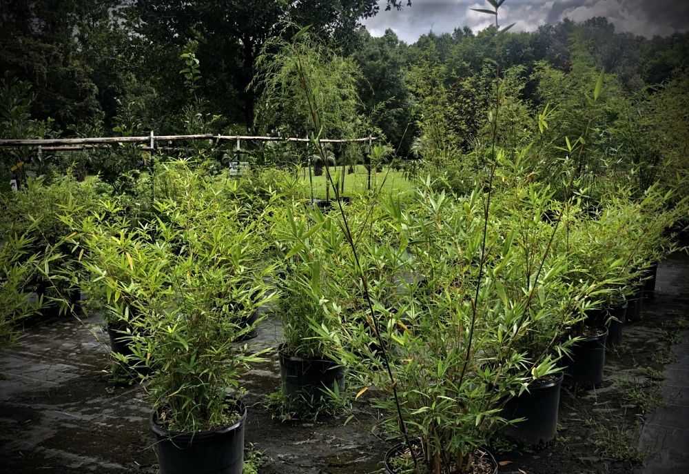 bambusa-multiplex-hedge-bamboo