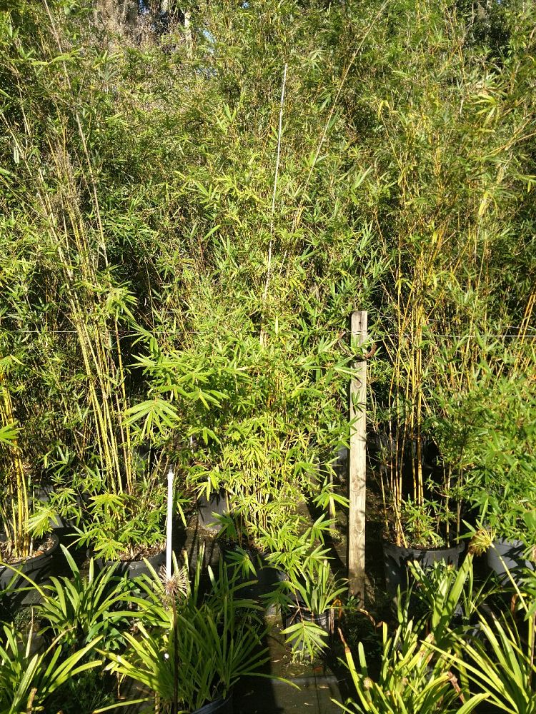 bambusa-multiplex-hedge-bamboo