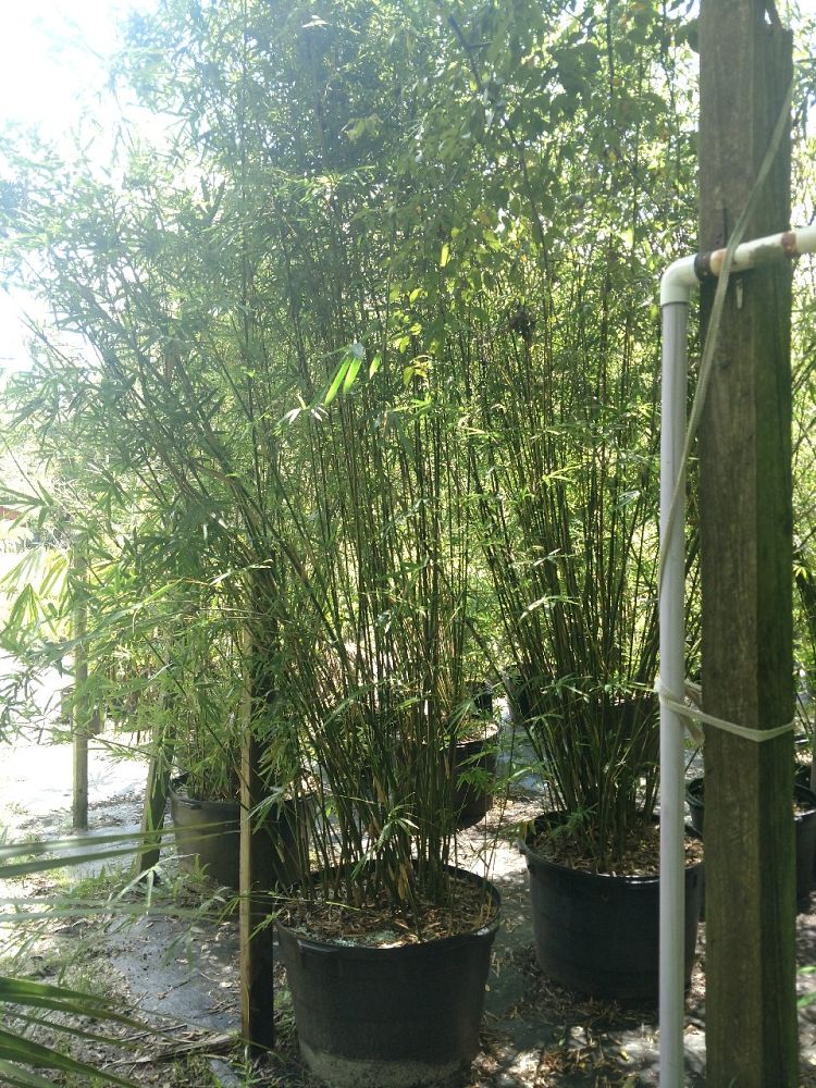 bambusa-multiplex-hedge-bamboo