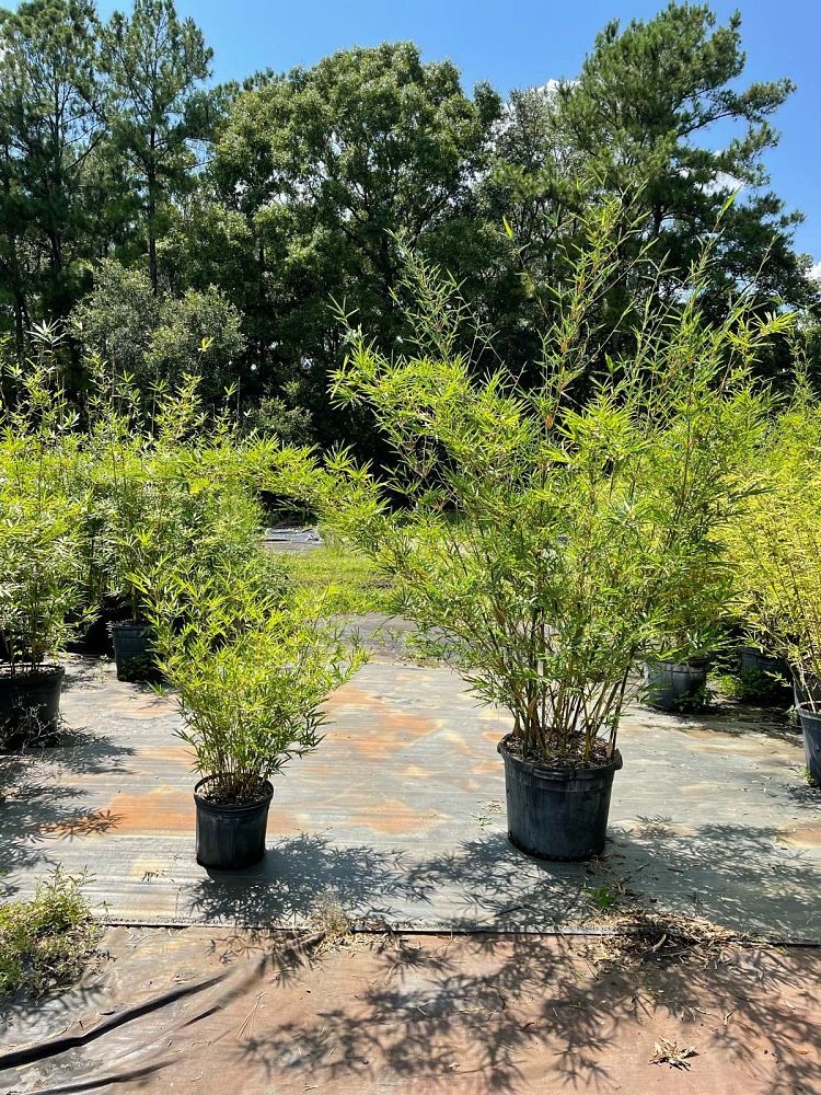 bambusa-multiplex-hedge-bamboo