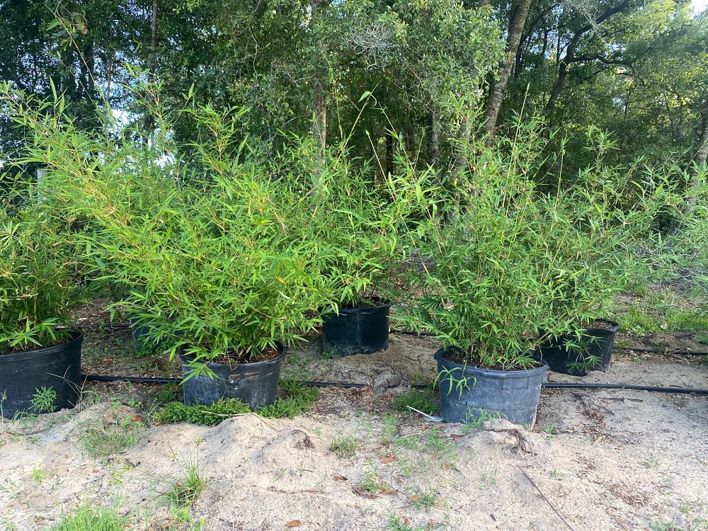 bambusa-multiplex-hedge-bamboo