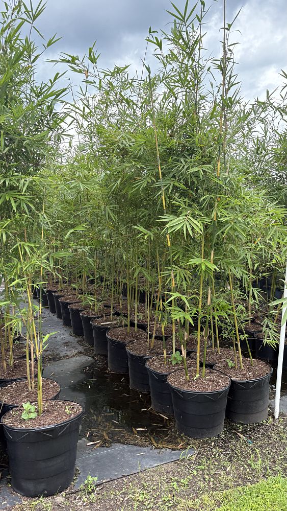 bambusa-multiplex-hedge-bamboo