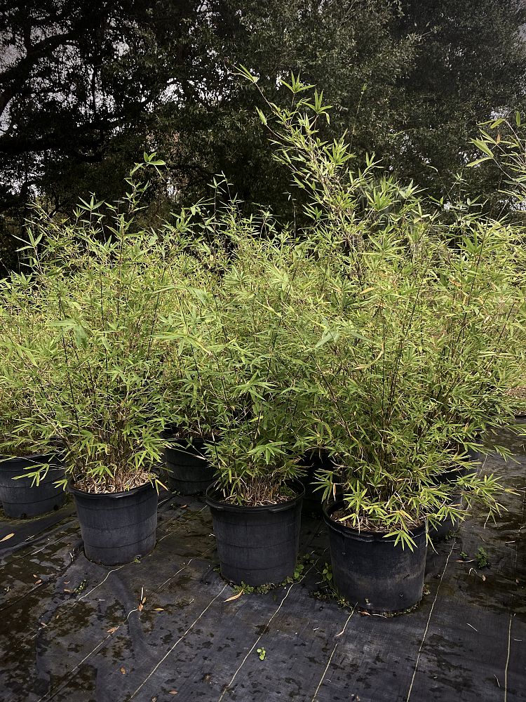 bambusa-multiplex-hedge-bamboo