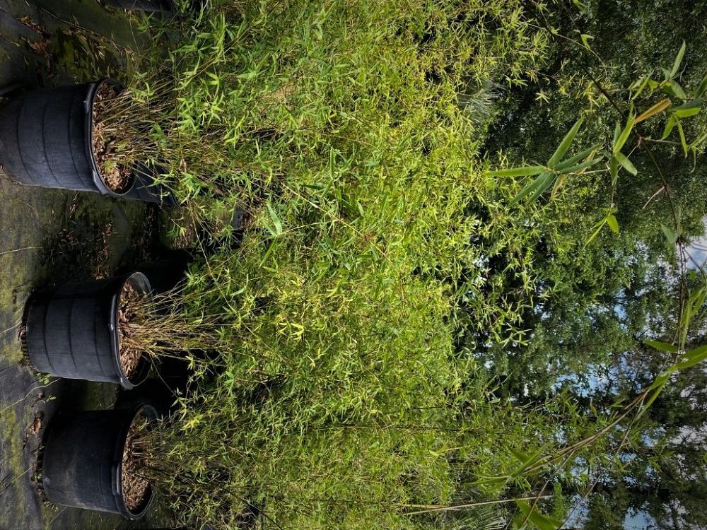 bambusa-multiplex-hedge-bamboo