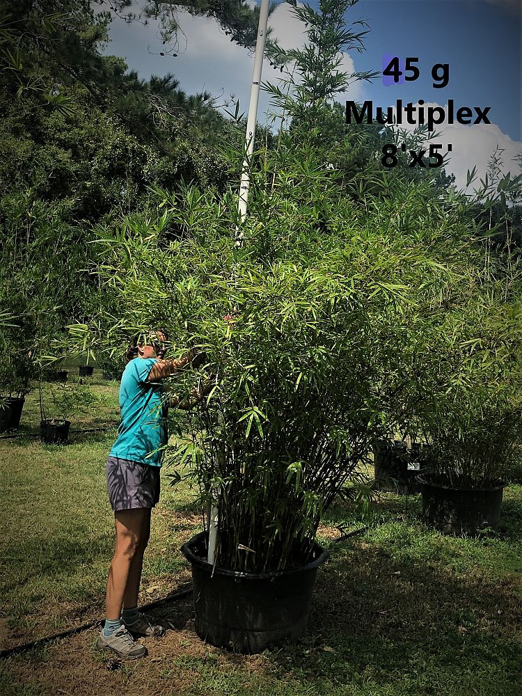 bambusa-multiplex-hedge-bamboo
