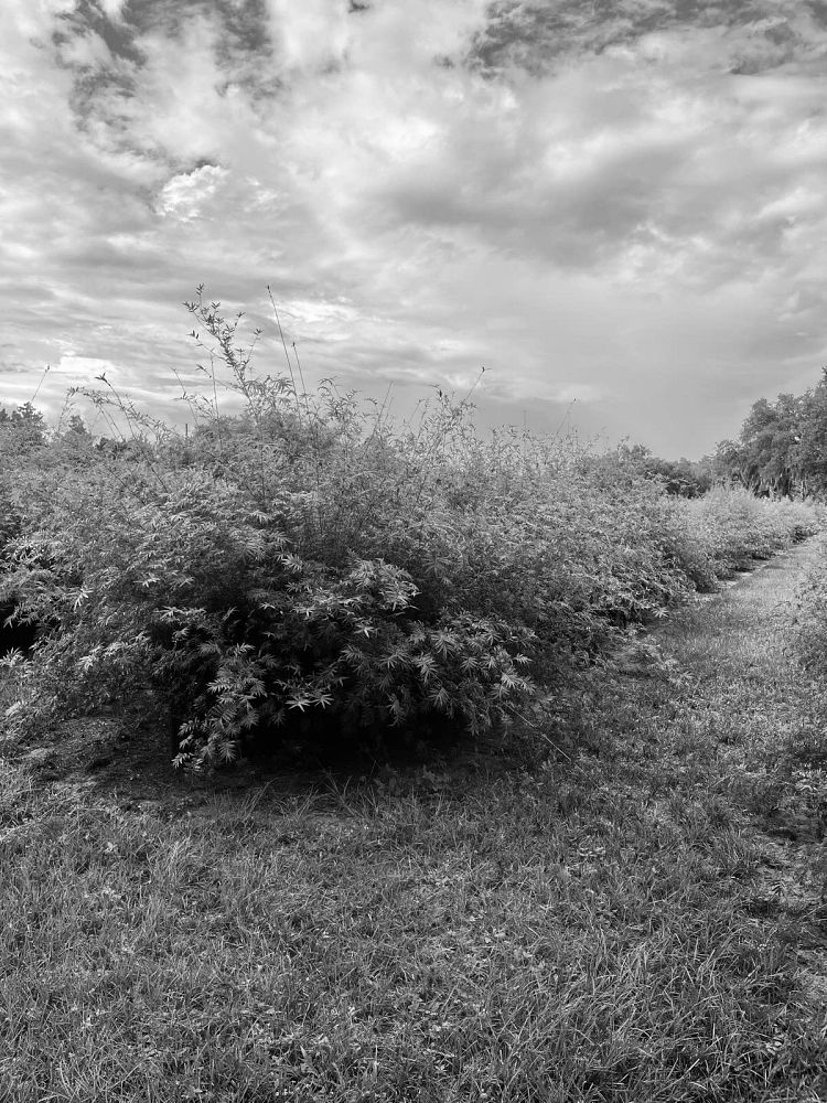 bambusa-multiplex-hedge-bamboo