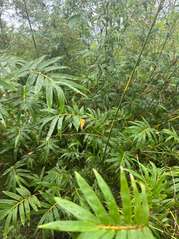 bambusa-multiplex-hedge-bamboo
