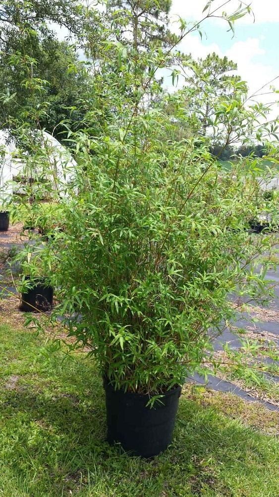 bambusa-multiplex-hedge-bamboo