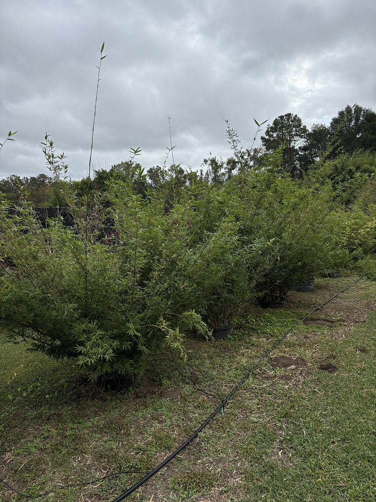 bambusa-multiplex-hedge-bamboo