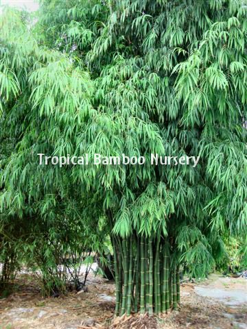 bambusa-multiplex-nana-bamboo