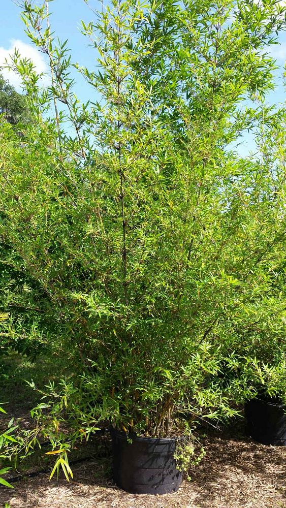 bambusa-multiplex-silverstripe-silverstripe-bamboo