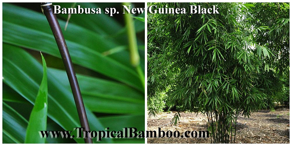bambusa-new-guinea-black-bamboo