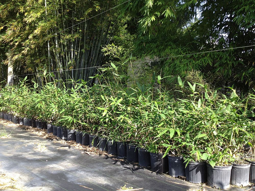 bambusa-oldhamii-oldhamii-bamboo