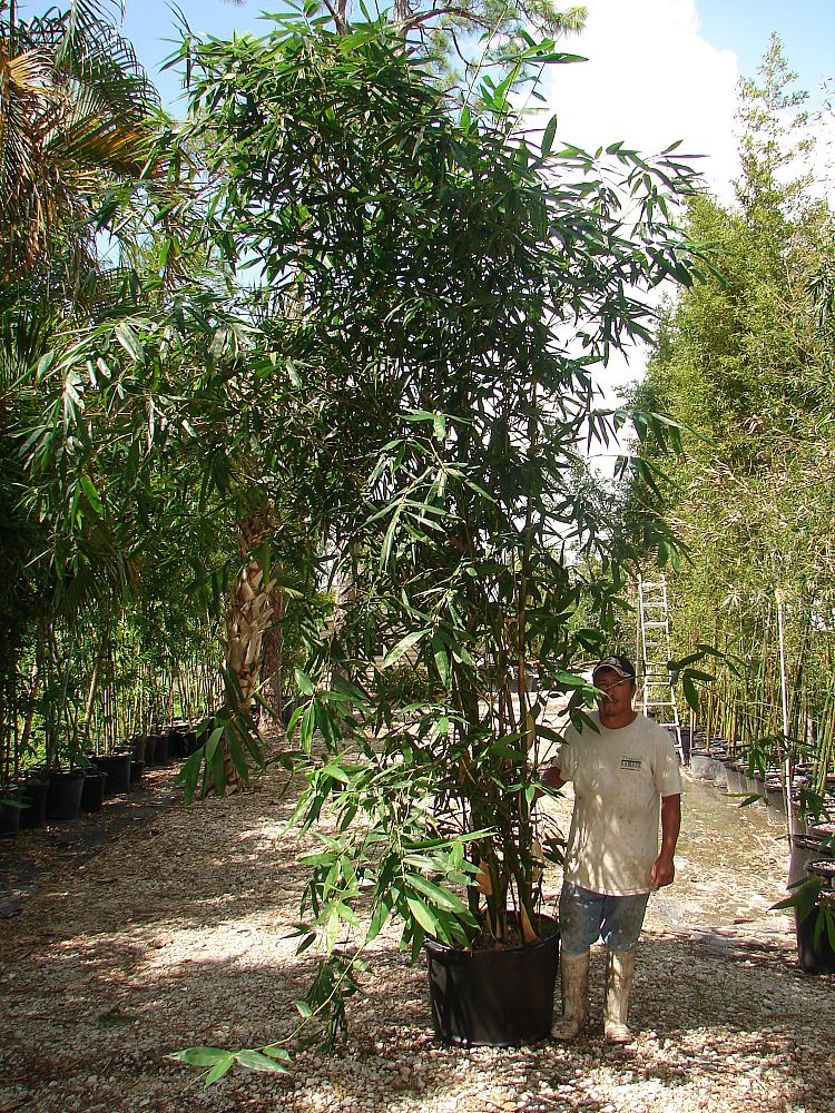 bambusa-oldhamii-oldhamii-bamboo